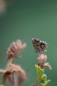 Preview wallpaper butterfly, insect, plant, close-up