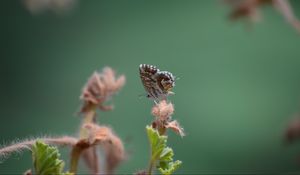 Preview wallpaper butterfly, insect, plant, close-up