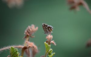 Preview wallpaper butterfly, insect, plant, close-up