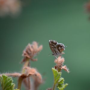 Preview wallpaper butterfly, insect, plant, close-up