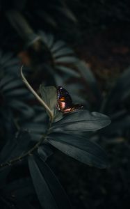 Preview wallpaper butterfly, insect, plant, macro, closeup