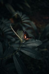 Preview wallpaper butterfly, insect, plant, macro, closeup