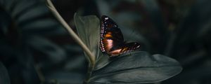 Preview wallpaper butterfly, insect, plant, macro, closeup