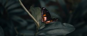 Preview wallpaper butterfly, insect, plant, macro, closeup