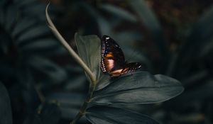 Preview wallpaper butterfly, insect, plant, macro, closeup