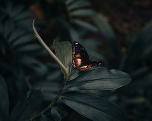 Preview wallpaper butterfly, insect, plant, macro, closeup