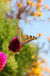 Preview wallpaper butterfly, insect, plant, macro