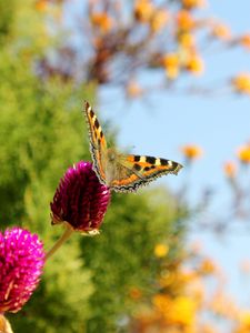Preview wallpaper butterfly, insect, plant, macro