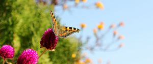 Preview wallpaper butterfly, insect, plant, macro