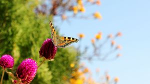 Preview wallpaper butterfly, insect, plant, macro