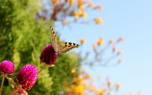 Preview wallpaper butterfly, insect, plant, macro