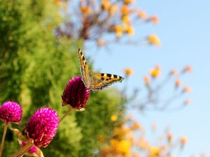 Preview wallpaper butterfly, insect, plant, macro
