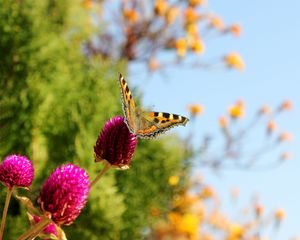 Preview wallpaper butterfly, insect, plant, macro