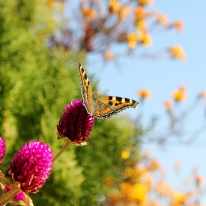 Preview wallpaper butterfly, insect, plant, macro