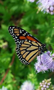 Preview wallpaper butterfly, insect, plant, flowers, macro