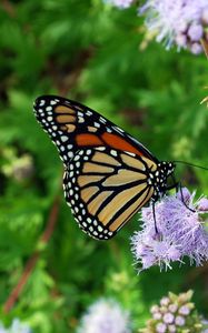 Preview wallpaper butterfly, insect, plant, flowers, macro