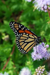 Preview wallpaper butterfly, insect, plant, flowers, macro