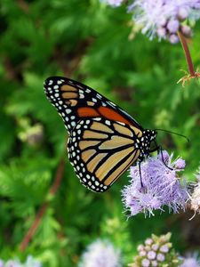 Preview wallpaper butterfly, insect, plant, flowers, macro