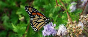 Preview wallpaper butterfly, insect, plant, flowers, macro