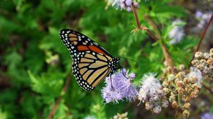 Preview wallpaper butterfly, insect, plant, flowers, macro