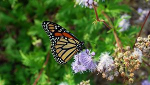 Preview wallpaper butterfly, insect, plant, flowers, macro