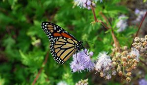 Preview wallpaper butterfly, insect, plant, flowers, macro