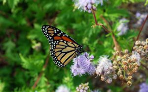 Preview wallpaper butterfly, insect, plant, flowers, macro