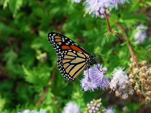 Preview wallpaper butterfly, insect, plant, flowers, macro