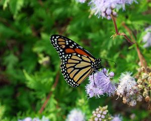 Preview wallpaper butterfly, insect, plant, flowers, macro