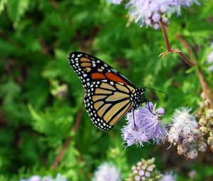 Preview wallpaper butterfly, insect, plant, flowers, macro