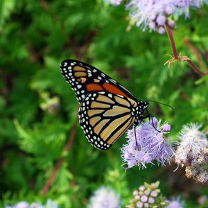 Preview wallpaper butterfly, insect, plant, flowers, macro