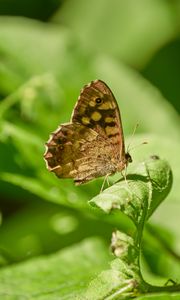 Preview wallpaper butterfly, insect, plant, leaves, macro