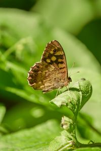 Preview wallpaper butterfly, insect, plant, leaves, macro