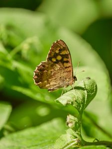 Preview wallpaper butterfly, insect, plant, leaves, macro