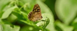 Preview wallpaper butterfly, insect, plant, leaves, macro