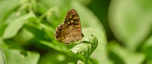 Preview wallpaper butterfly, insect, plant, leaves, macro