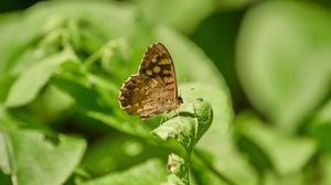 Preview wallpaper butterfly, insect, plant, leaves, macro