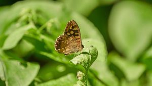 Preview wallpaper butterfly, insect, plant, leaves, macro