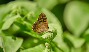 Preview wallpaper butterfly, insect, plant, leaves, macro