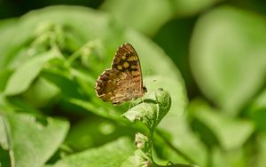 Preview wallpaper butterfly, insect, plant, leaves, macro