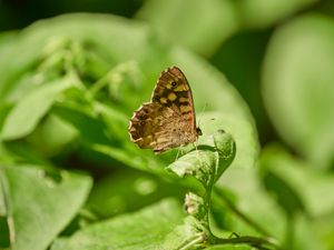 Preview wallpaper butterfly, insect, plant, leaves, macro