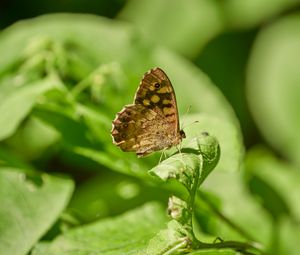 Preview wallpaper butterfly, insect, plant, leaves, macro