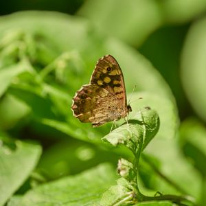 Preview wallpaper butterfly, insect, plant, leaves, macro