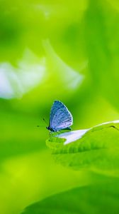 Preview wallpaper butterfly, insect, plant, leaf, macro