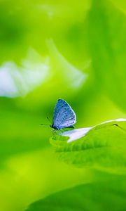 Preview wallpaper butterfly, insect, plant, leaf, macro