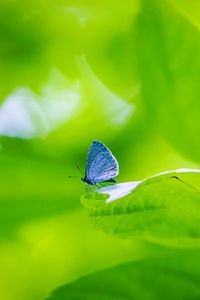 Preview wallpaper butterfly, insect, plant, leaf, macro