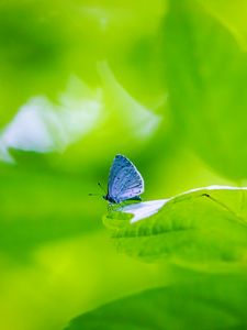 Preview wallpaper butterfly, insect, plant, leaf, macro