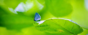 Preview wallpaper butterfly, insect, plant, leaf, macro