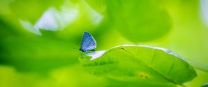 Preview wallpaper butterfly, insect, plant, leaf, macro