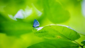 Preview wallpaper butterfly, insect, plant, leaf, macro